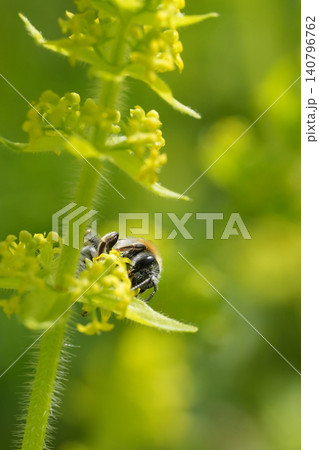 Closeup on a red-tailed mining bee, Andrena haemorrhoa on a yelow flowering Cruciata laevipes 140796762