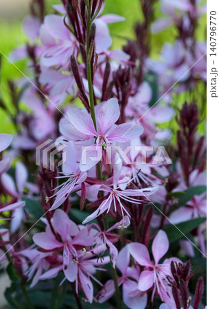 Closeup on a light pink flowering bee blossom, wand flower, or butterfly bush, Oenothera lindheimeri 140796770