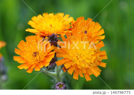 Closeup on a fresh flowering Orange hawkweed, Hieracium aurantiacum against a blurred green background in the garden 140796775