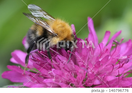 Closeup on a Tree bumblebee, Bombus hypnorum on a dark purple Scabious flower, Knautia macedonica in the garden Closeup on a Tree bumblebee, Bombus hypnorum on a dark purple Scabious flower, Knautia macedonica in the garden 140796776