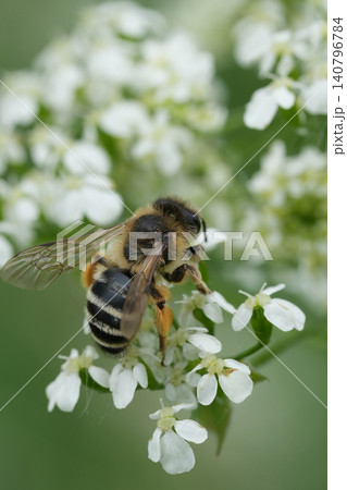 Closeup on a female yellow-legged mining bee, Andrena flavipes feeding on White Anthriscus sylvestris flowers in the garden Closeup on a female yellow-legged mining bee, Andrena flavipes feeding on White Anthriscus sylvestris flowers in the garden 140796784