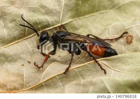 Detailed closeup on the black and red golden digger wasp, Sphex funerarius sitting on a dried leaf Detailed closeup on the black and red golden digger wasp, Sphex funerarius sitting on a dried leaf 140796818