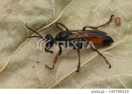Closeup on a metallic blue colored small carpenter bee, Ceratina chalcites resting on a piece of wood Closeup on a metallic blue colored small carpenter bee, Ceratina chalcites resting on a piece of wood 140796819