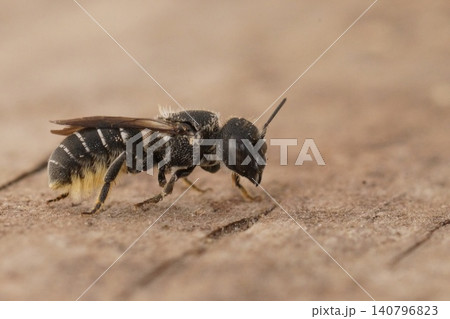 Closeup on a small female Mason bee, Heriades crenulata from Southern France Closeup on a small female Mason bee, Heriades crenulata from Southern France 140796823