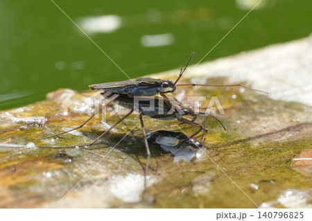 Closeup on a male and female Common pond skater, Gerris lacustris, mating on the water 140796825