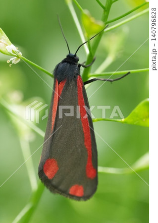 Closeup on a vibrant red colored adult imago Cinnabar moth, Tyria jacobaeae, perching in green vegetation Closeup on a vibrant red colored adult imago Cinnabar moth, Tyria jacobaeae, perching in green vegetation 140796828