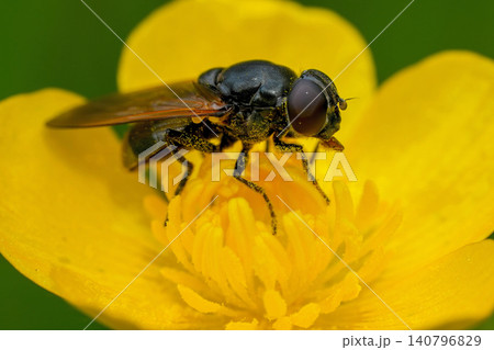 Closeup on a buttercup blacklet, Cheilosia albitarsis inside a yellow buttercup flower Closeup on a buttercup blacklet, Cheilosia albitarsis inside a yellow buttercup flower 140796829