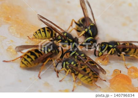 Group of vibrant yellow and black stripe insects gather closely to feed on a sweet, sticky substance Group of vibrant yellow and black stripe insects gather closely to feed on a sweet, sticky substance 140796834