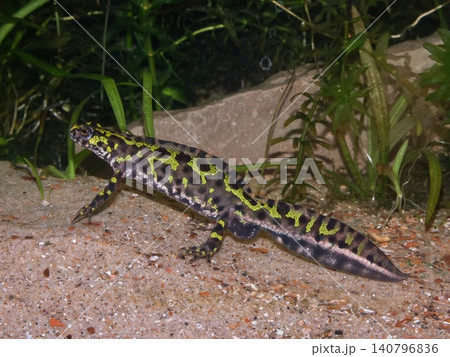 Closeup on the endangered European Marbled newt, Triturus marmoratus from France 140796836