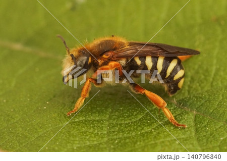 Closeup on the seven-toothed red resin bee, Rhodanthidium septemdentatum in the Gard, France 140796840