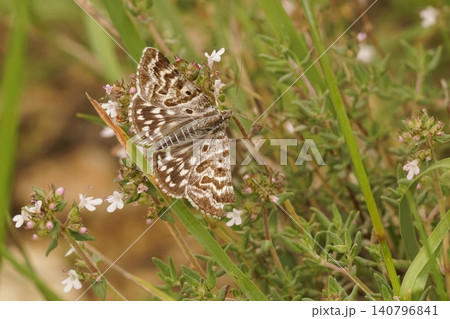 A Mother shipton moth, Callistege mi, of which the forewing markings appear to show an old lady or witch's head. A Mother shipton moth, Callistege mi, of which the forewing markings appear to show an old lady or witch's head. 140796841