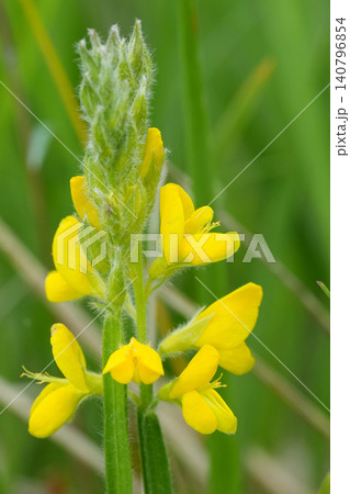 Closeup on the yellow flowering Arrow-jointed broom , Genista sagittalis , Viroin , Belgium Closeup on the yellow flowering Arrow-jointed broom , Genista sagittalis , Viroin , Belgium 140796854