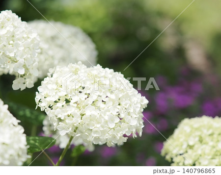 花壇に咲いた白い紫陽花 140796865