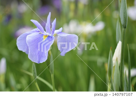 キレイな薄紫色の花菖蒲 キレイな薄紫色の花菖蒲 140797107