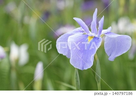 キレイな薄紫色の花菖蒲 キレイな薄紫色の花菖蒲 140797186
