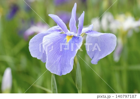 キレイな薄紫色の花菖蒲 キレイな薄紫色の花菖蒲 140797187