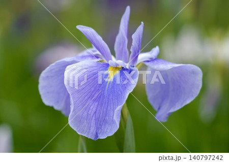 キレイな薄紫色の花菖蒲 キレイな薄紫色の花菖蒲 140797242