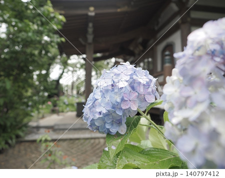 長尾の里あじさいまつり 紫陽花 長尾の里あじさいまつり 紫陽花 140797412
