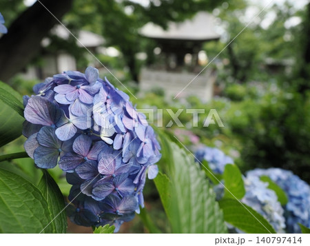 長尾の里あじさいまつり 紫陽花 長尾の里あじさいまつり 紫陽花 140797414