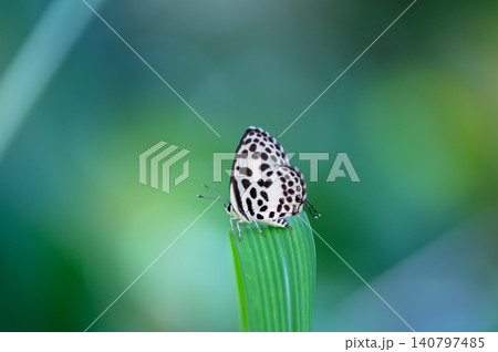 Macro Shot of Common Pierrot Butterfly (Castalius rosimon) Perching on Green Grass Leaf 140797485