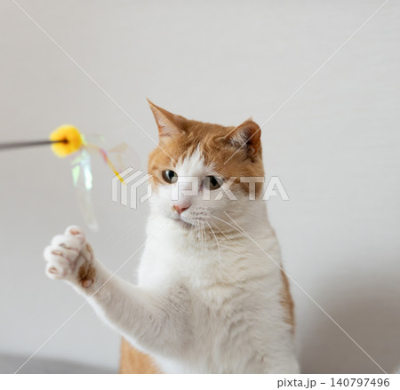 おもちゃで遊ぶ猫　茶トラ白 140797496