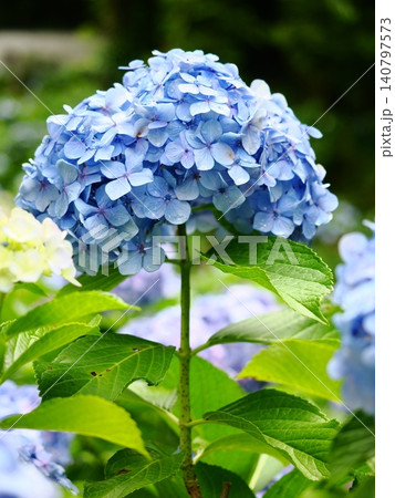 長尾の里あじさいまつり 紫陽花 長尾の里あじさいまつり 紫陽花 140797573