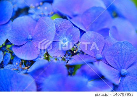 梅雨の花・アジサイ 梅雨の花・アジサイ 140797955