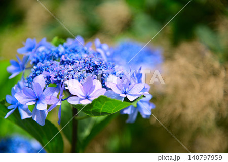 梅雨の花・アジサイ 梅雨の花・アジサイ 140797959