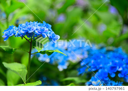 梅雨の花・アジサイ 梅雨の花・アジサイ 140797961