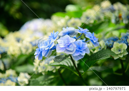 梅雨の花・アジサイ 梅雨の花・アジサイ 140797971