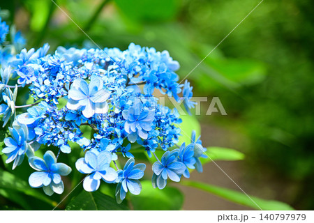 梅雨の花・アジサイ 梅雨の花・アジサイ 140797979