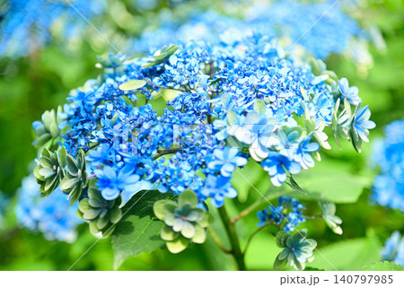 梅雨の花・アジサイ 梅雨の花・アジサイ 140797985