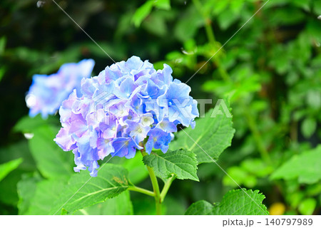 梅雨の花・アジサイ 140797989