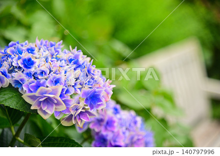 梅雨の花・アジサイ 140797996