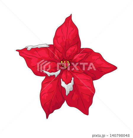 Illustration of Red poinsettia 140798048