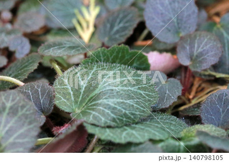 ユキノシタ属 ゆきのした 虎耳草 140798105