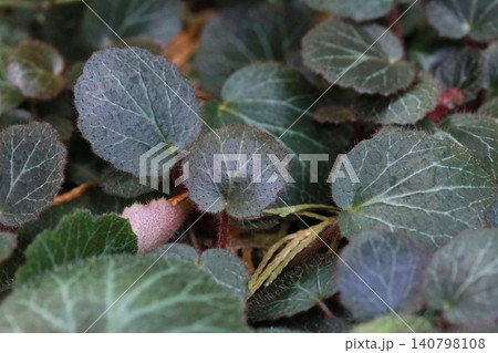 ユキノシタ属 ゆきのした 虎耳草 140798108