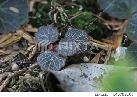 ユキノシタ属 ゆきのした 虎耳草 140798109