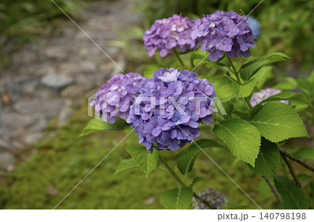 紫陽花のある風景 紫陽花のある風景 140798198