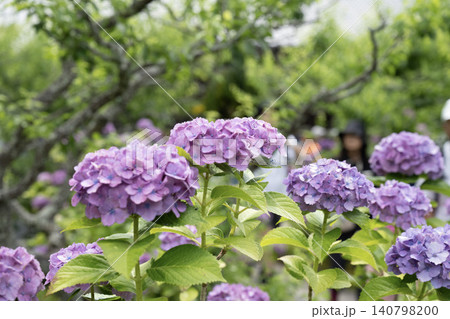 初夏の香澄公園に咲いた紫陽花 初夏の香澄公園に咲いた紫陽花 140798200