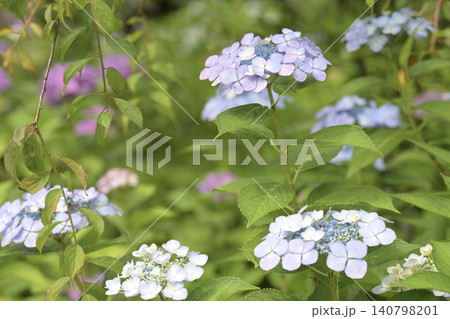 青い紫陽花 青い紫陽花 140798201