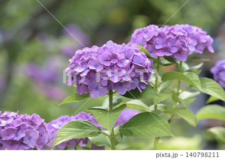 薄紫色の紫陽花 薄紫色の紫陽花 140798211