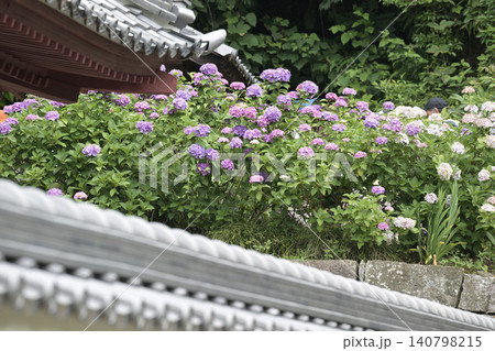 アジサイと山門、白い塀と紫陽花 140798215