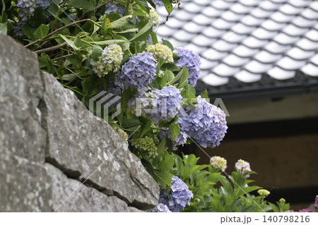 山寺の夏 瓦屋根と緑山を背に咲く紫アジサイ 山寺の夏 瓦屋根と緑山を背に咲く紫アジサイ 140798216