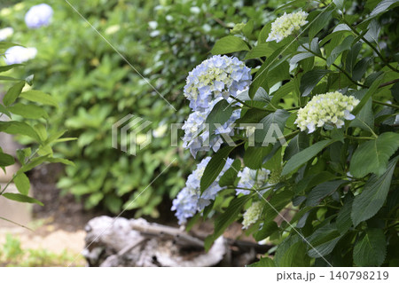 白い紫陽花 白い紫陽花 140798219