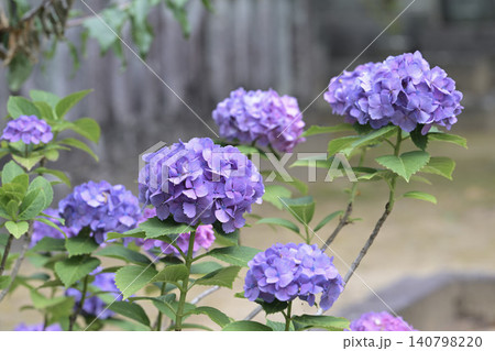 青い紫陽花 青い紫陽花 140798220