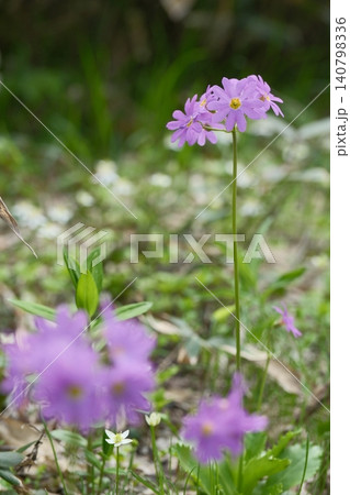夏山に咲く可憐なハクサンコザクラ、瑞々しいピンク色の高山植物 夏山に咲く可憐なハクサンコザクラ、瑞々しいピンク色の高山植物 140798336
