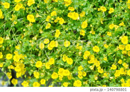 Gold Dust Mecardonia, Mecardonia Gold Dust or Mecardonia procumbens Mill Small or Plantaginaceae or yellow flower 140798801
