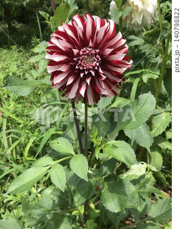 ダリアの花 140798822
