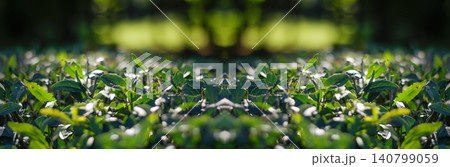 Green tea bush leaves close up in bright sunlight. Fresh hedge or shrub foliage textured background, panoramic nature banner with symmetric bokeh effect 140799059